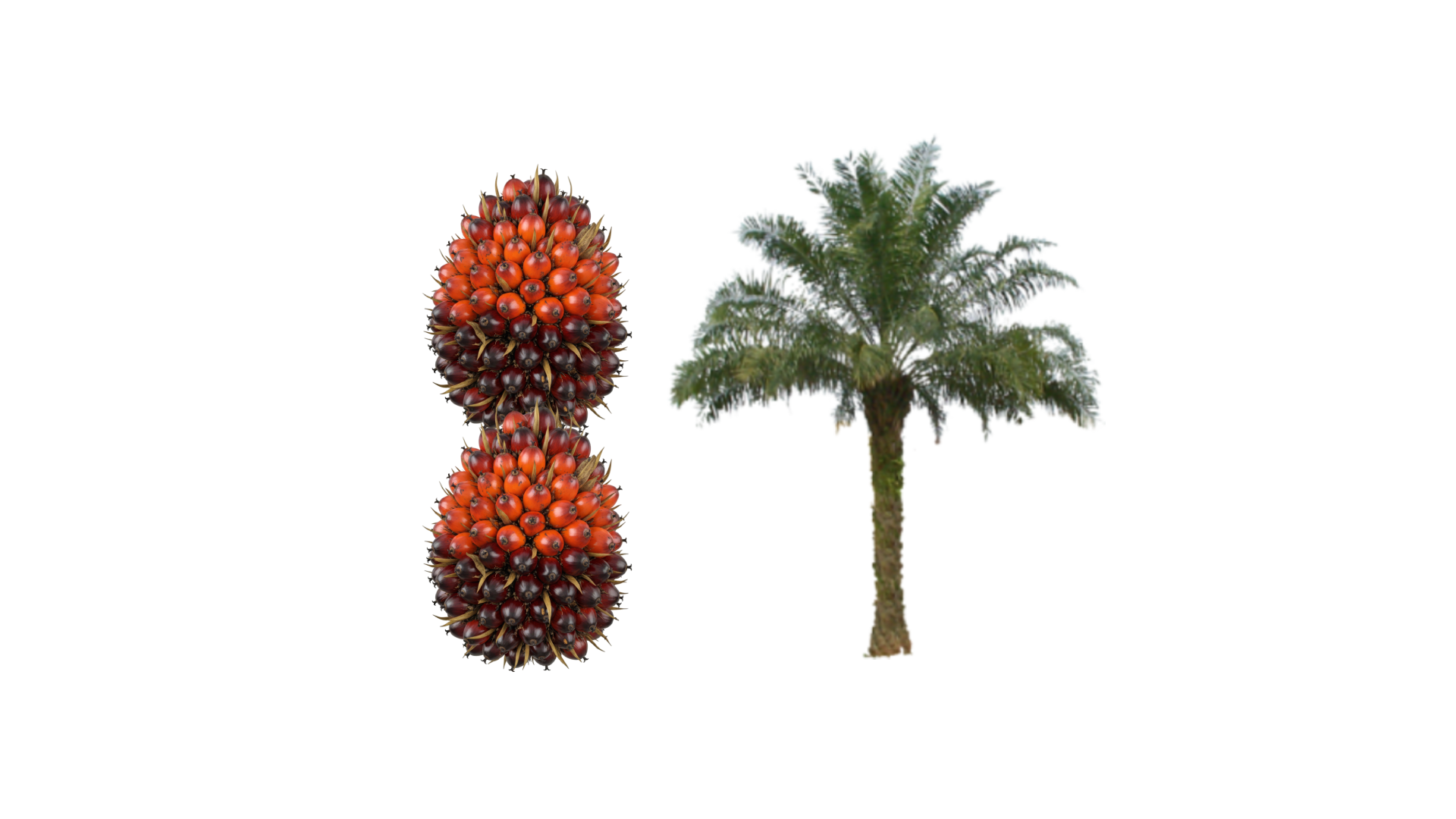 Logo KE81RI